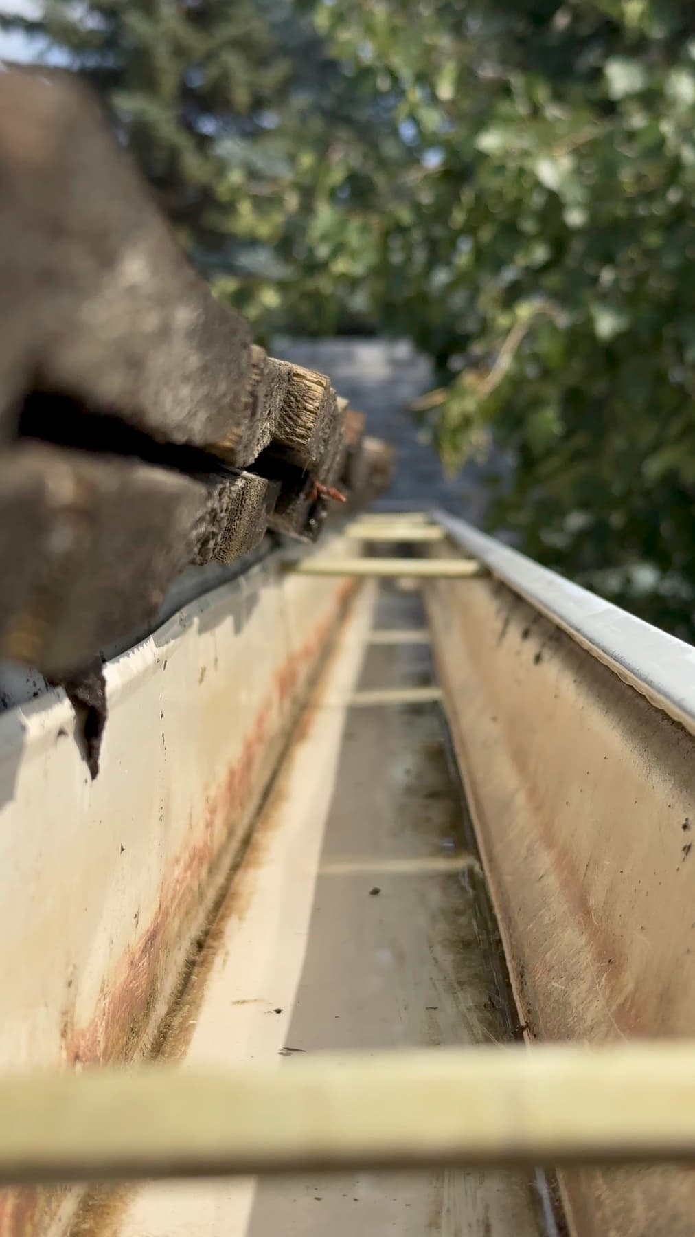 Tavial gutter cleaning — clogged debris removed, downspout flushed clean