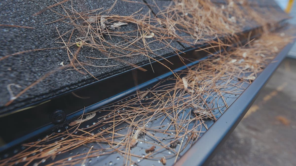 Pine needles lying on top of the guard while the gutter underneath stays empty